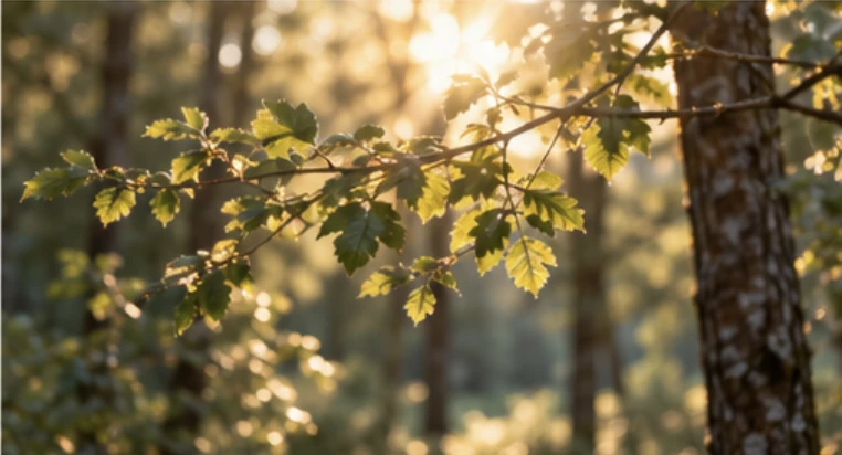 Grønne bjørkeblader på en grein i varmt sollys, med skog i bakgrunnen.